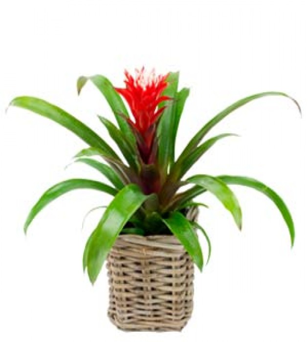 Guzmania