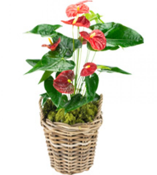 Anthurium