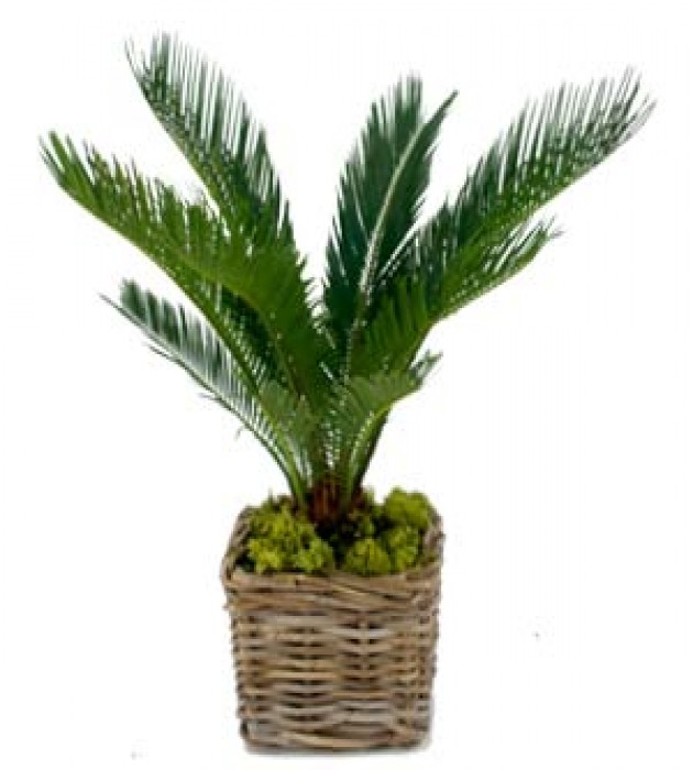 Nikau Palm