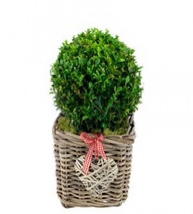 Topiary Ball