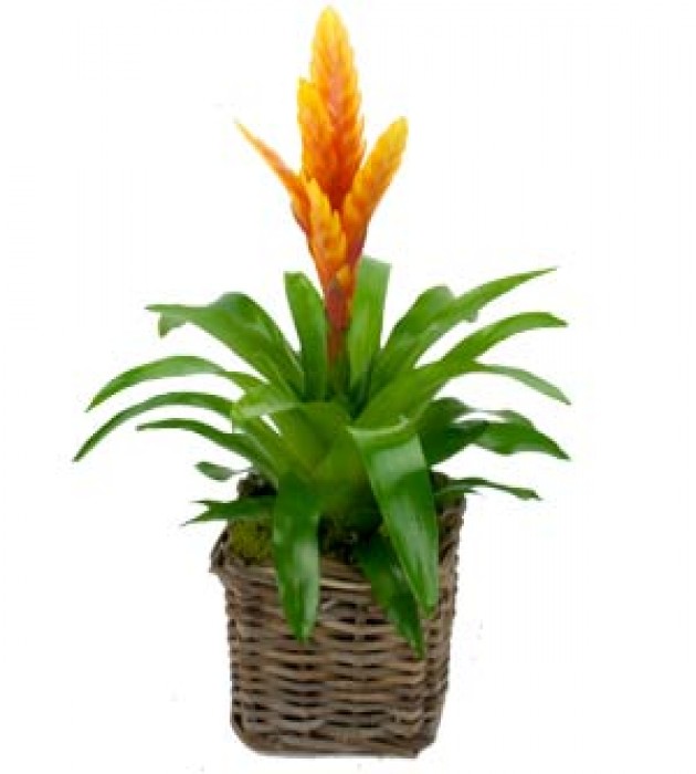 Bromeliad
