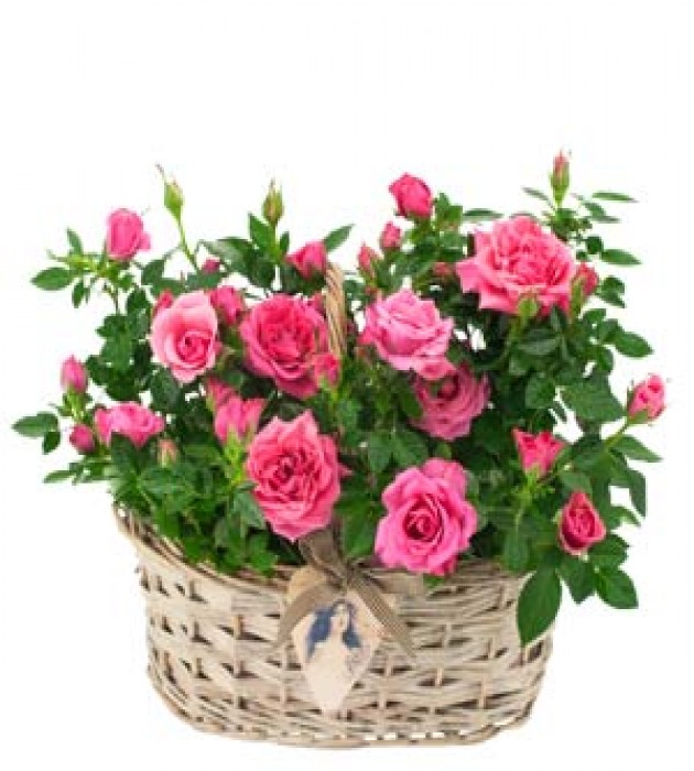 Rose Basket