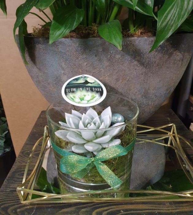 Glow In the Dark Succulent Arrangment