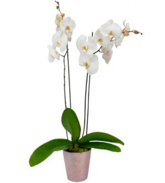 Orchid Plant
