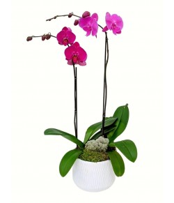 2-Stem Purple Orchid