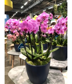 Luxury Orchid Arrangement