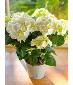 White Hydrangea Plant