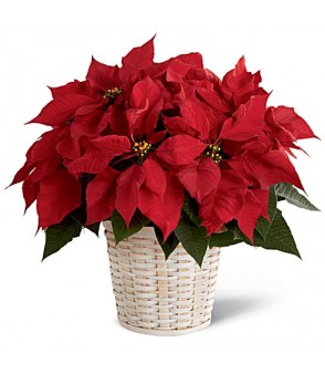 Poinsettia & Pines In Basket