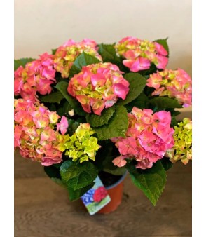 Pink Hydrangea Plant