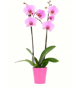 2-Stem Pink Orchid Plant