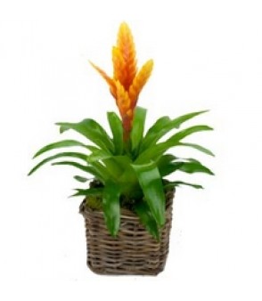 Bromeliad