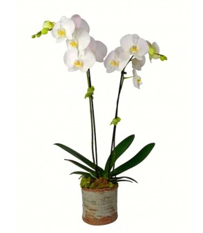 2-Stem White Orchid